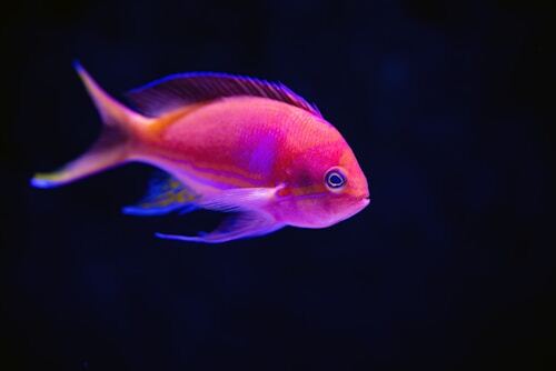 Exotic Betta Fish